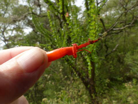 Image of Fouquieria formosa Kunth