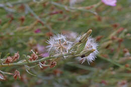 صورة Stephanomeria occultata