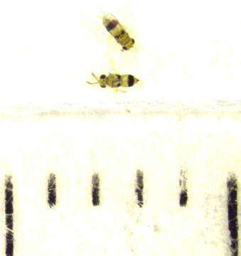 Image of Parasitoid wasp