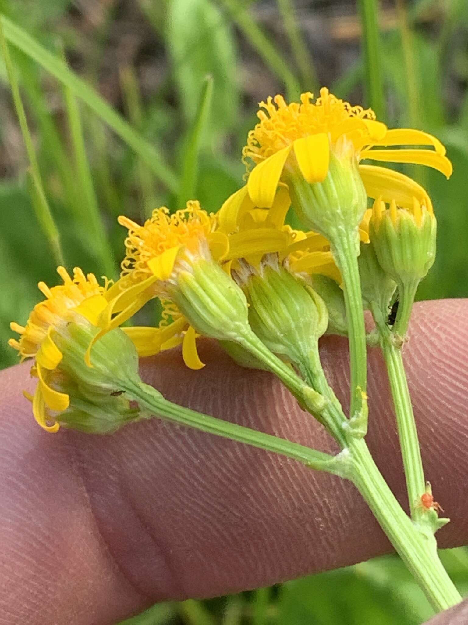 Image of splitleaf groundsel