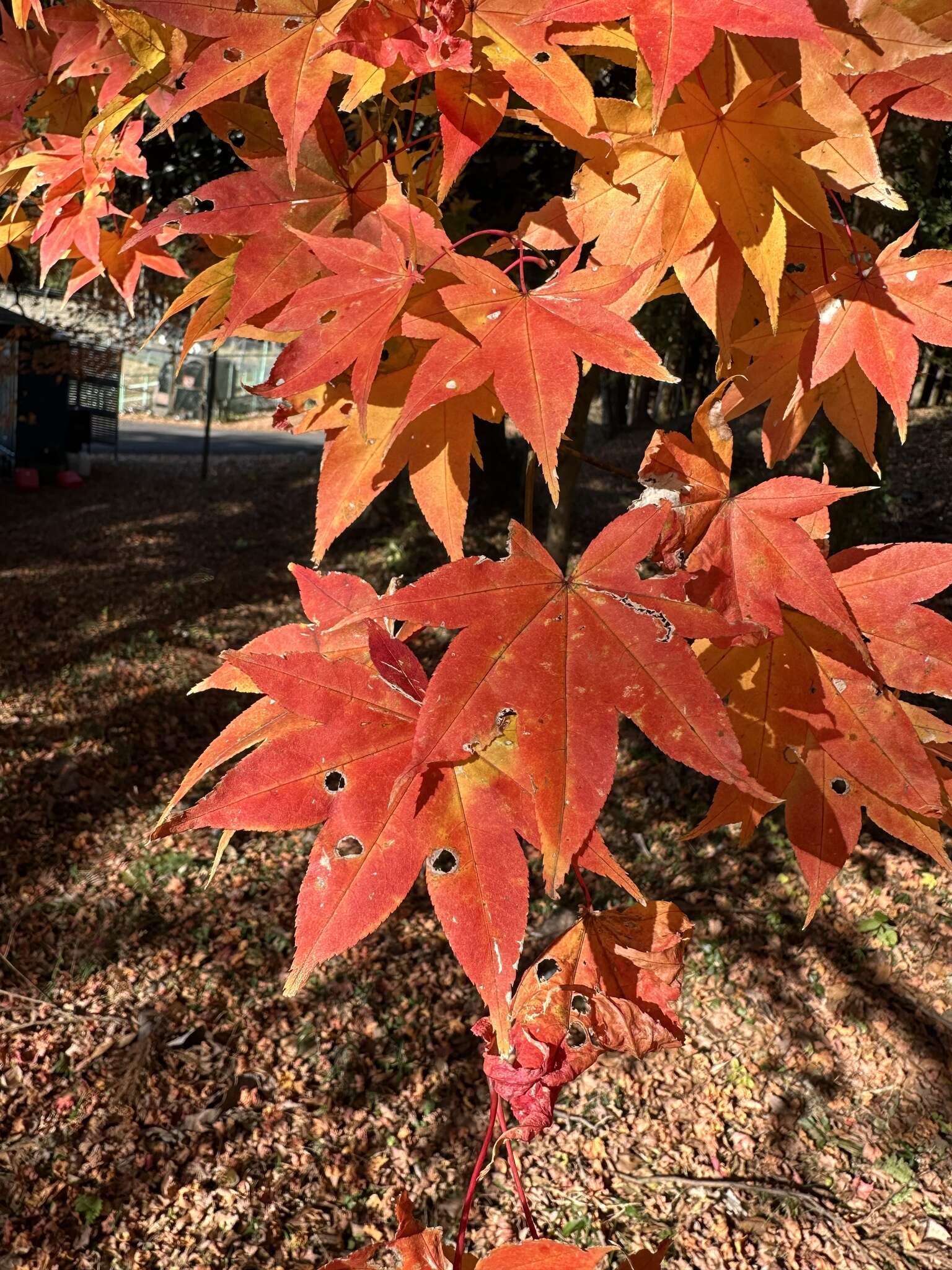 Acer palmatum var. amoenum (Carr.) Ohwi的圖片