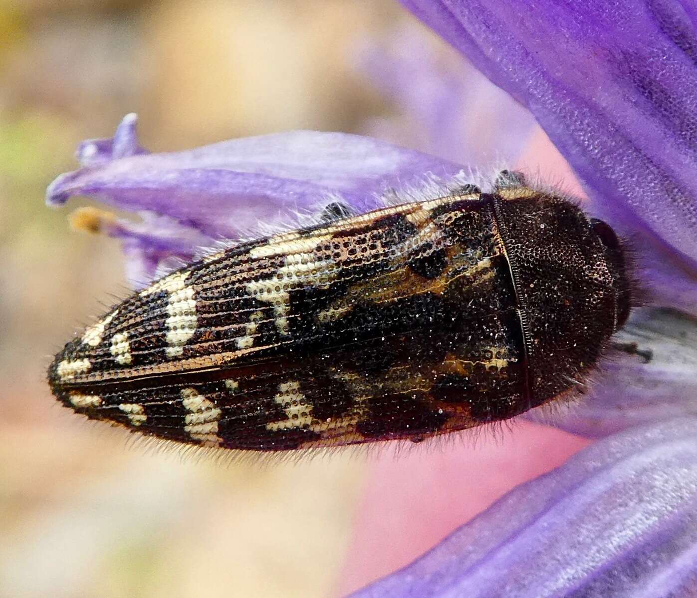 Imagem de Acmaeodera hepburnii Le Conte 1860