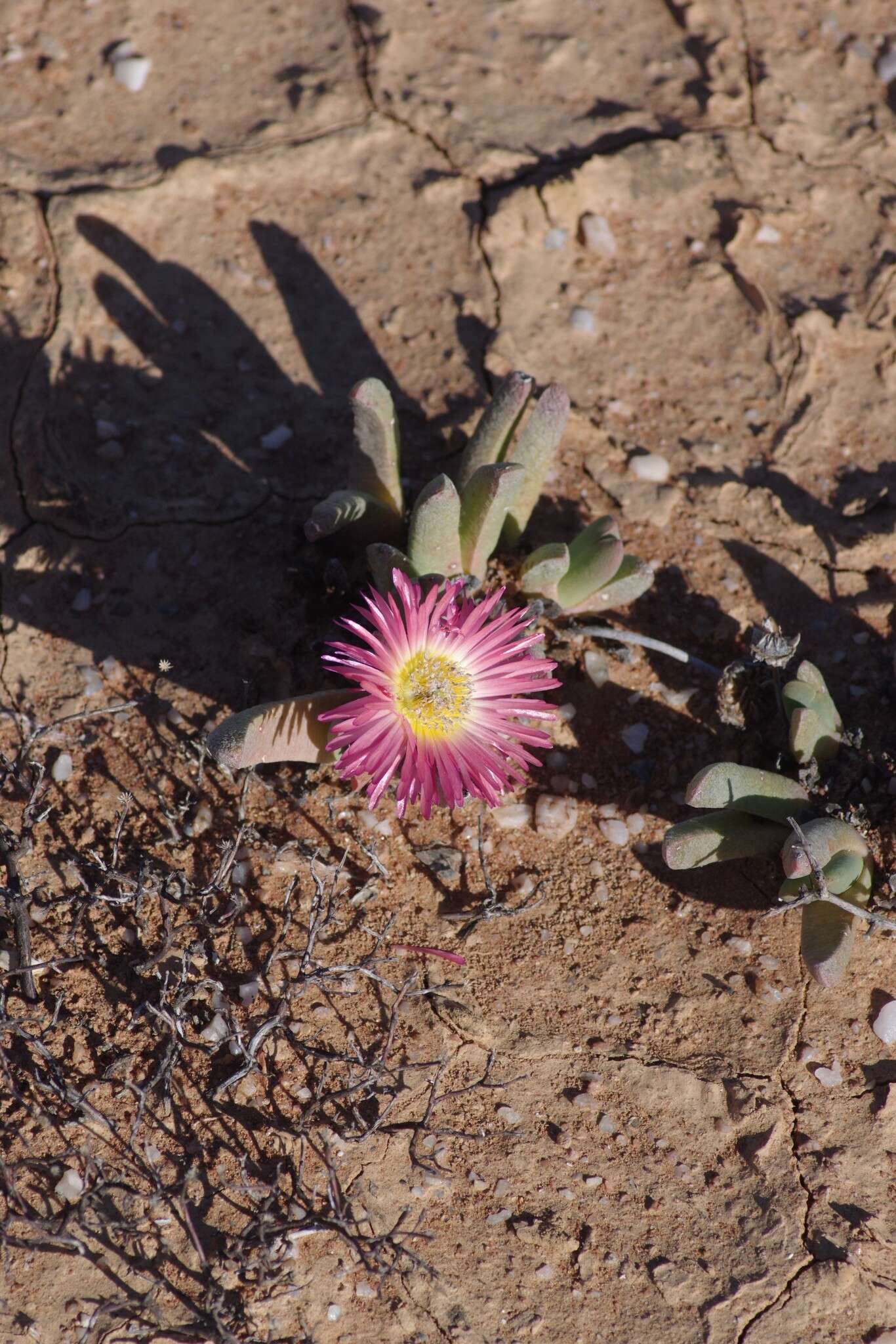 صورة Cephalophyllum spissum H. E. K. Hartm.