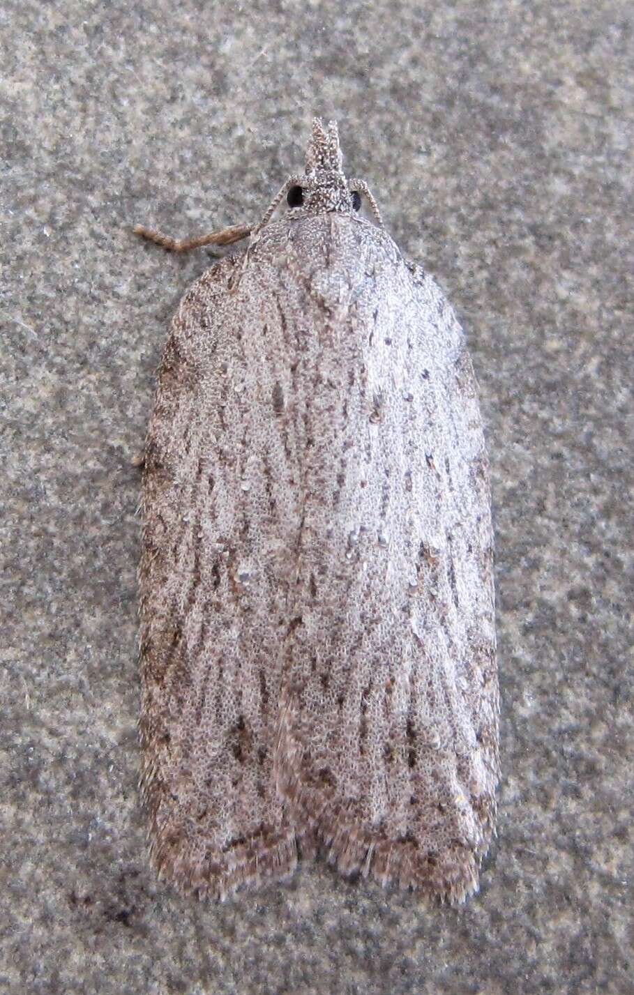 Image of Acleris maximana Barnes & Busck 1920