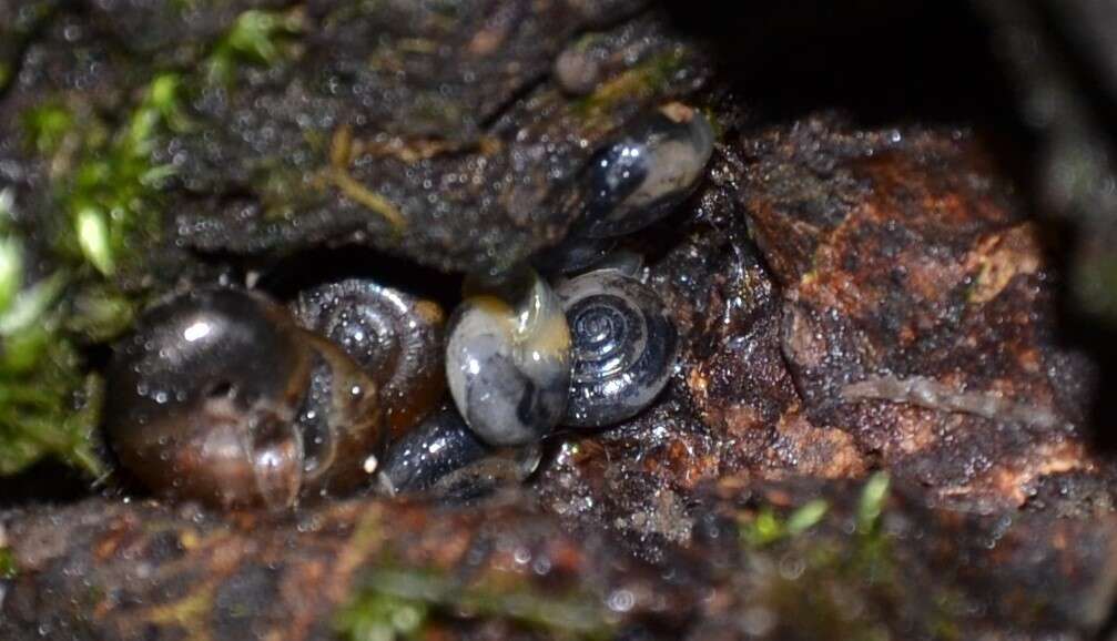 Image of common crystal snail