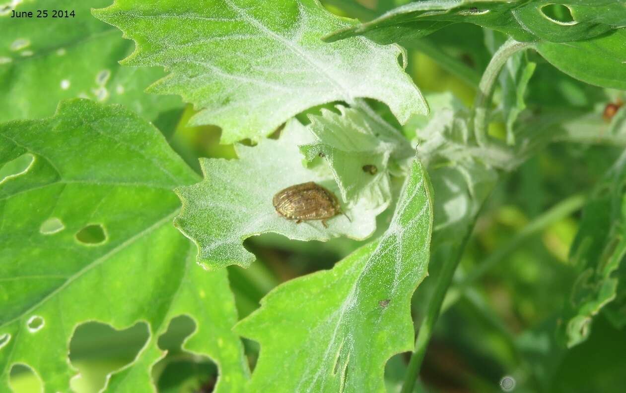 Image de Cassida (Cassida) nebulosa Linnaeus 1758