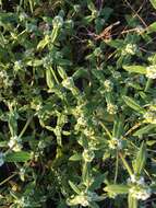 Image of Smooth False Buttonweed