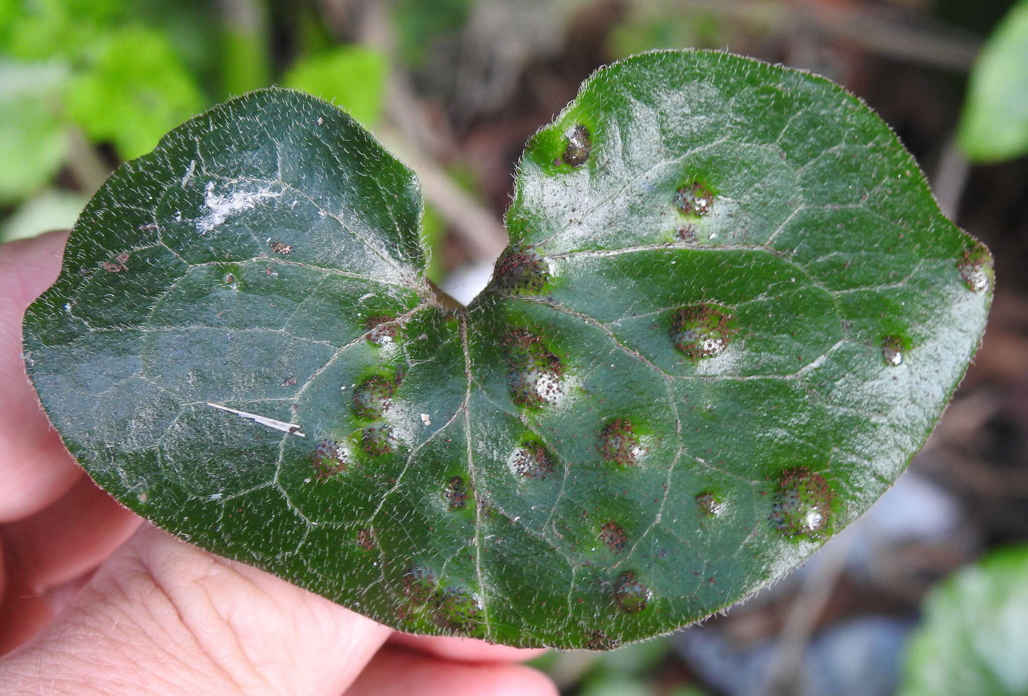 Image of Puccinia asarina Kunze 1817