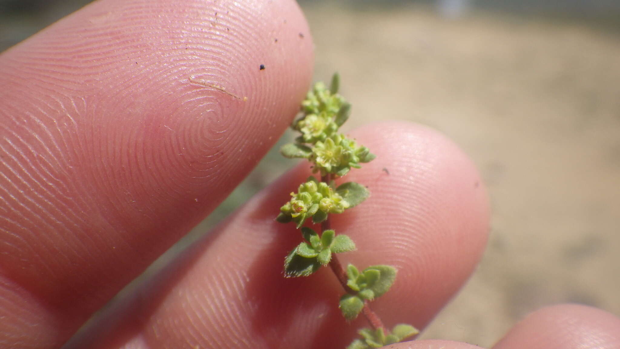 Imagem de Herniaria ciliolata subsp. robusta Chaudhri