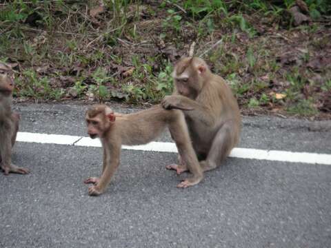 Image of Northern Pig-tailed Macaque