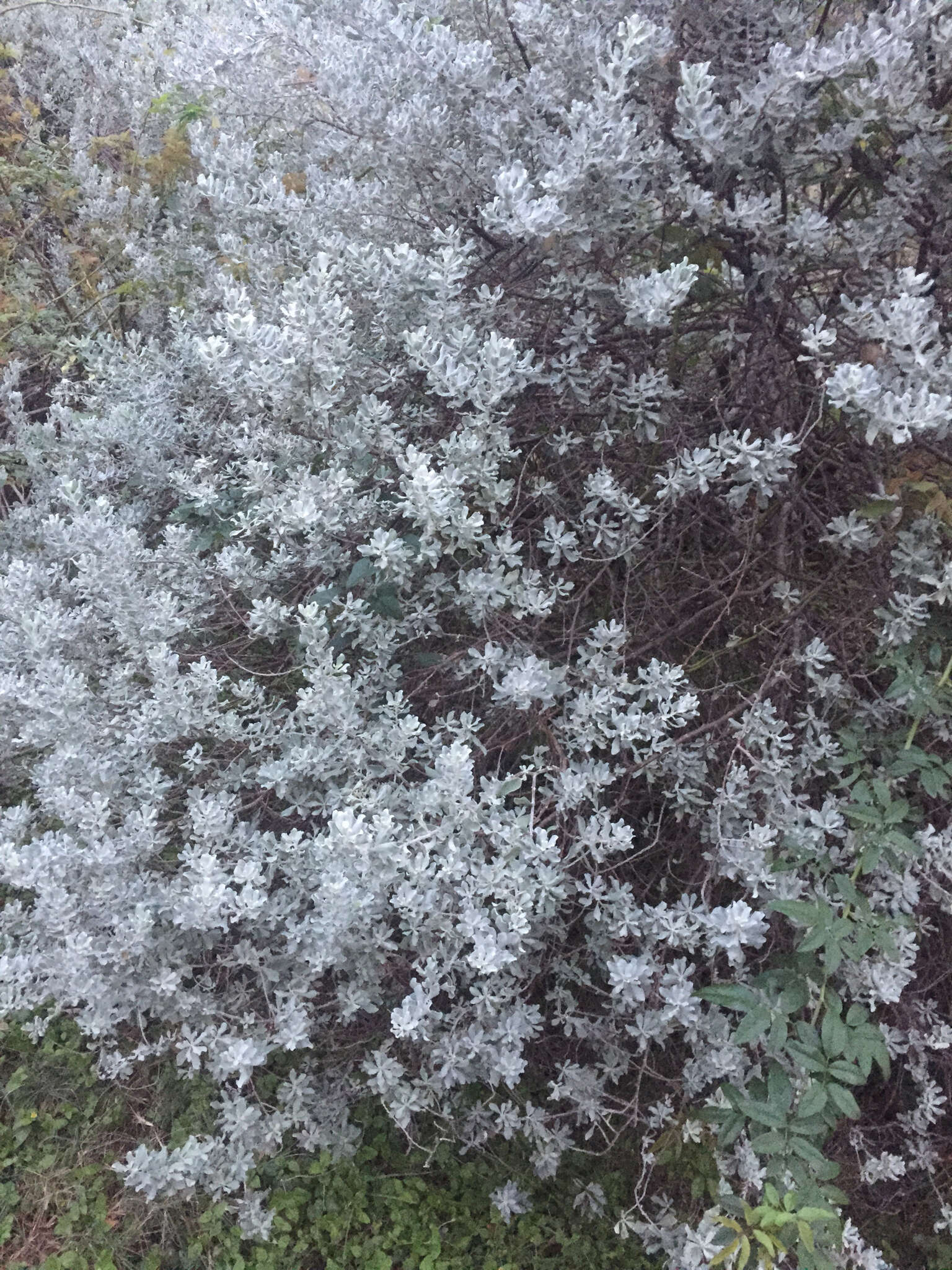 Image de Leucophyllum frutescens (Berl.) I. M. Johnston