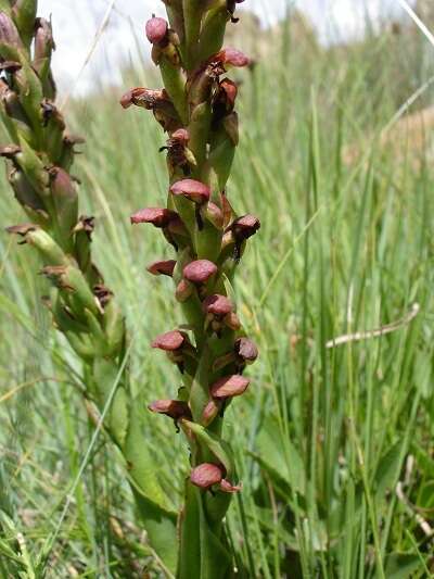 Image of Disa brevicornis (Lindl.) Bolus