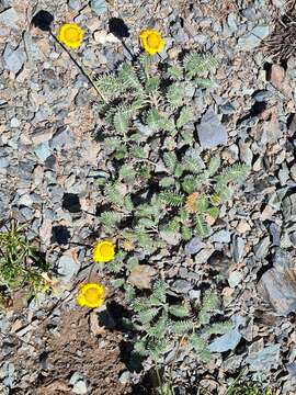 Image of Anthemis marschalliana Willd.