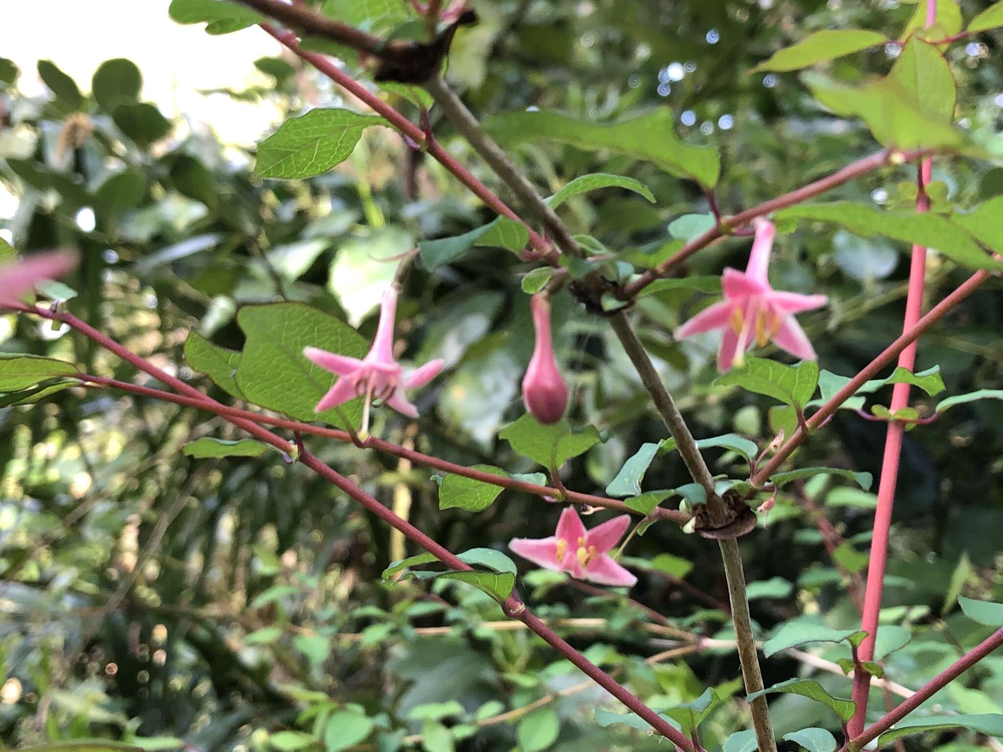 Lonicera gracilipes var. glabra Miq.的圖片