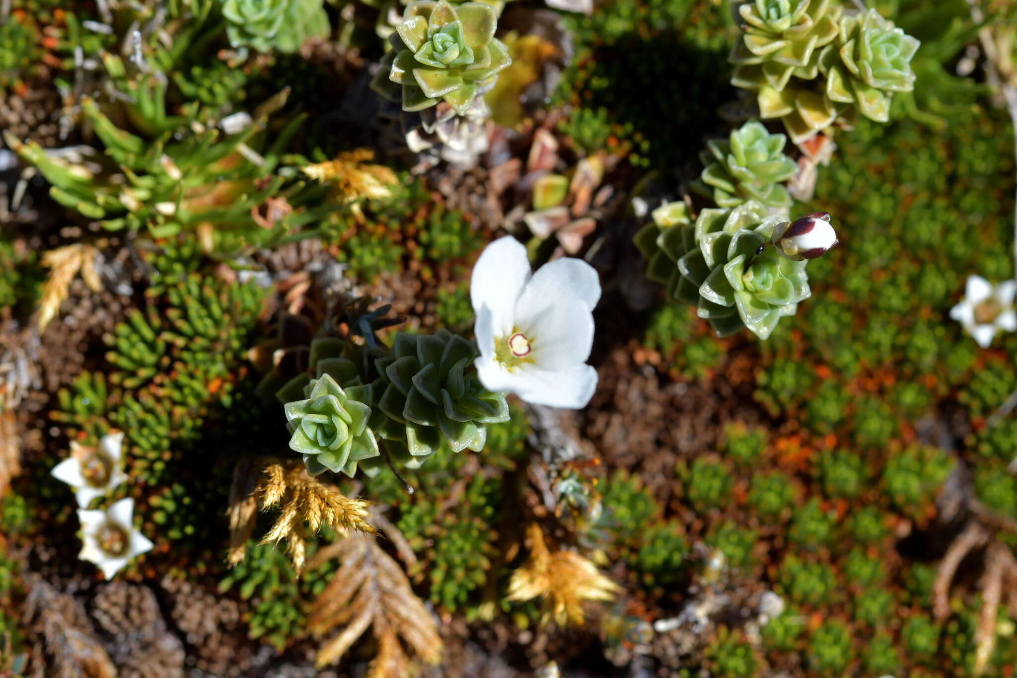 Image of Forstera sedifolia Forst. fil.