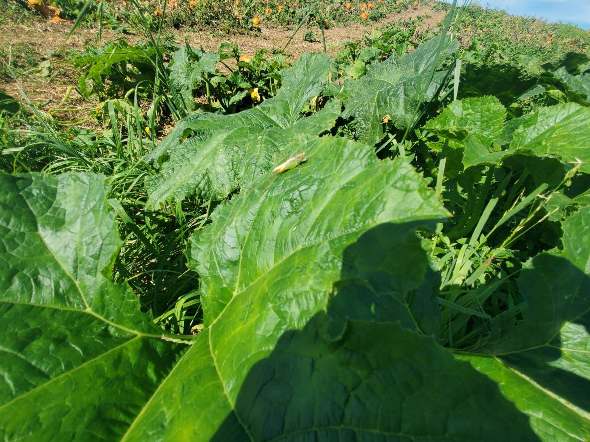 Image of Agile Meadow Katydid