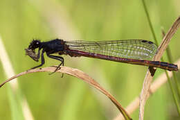 Image of Red Damsels