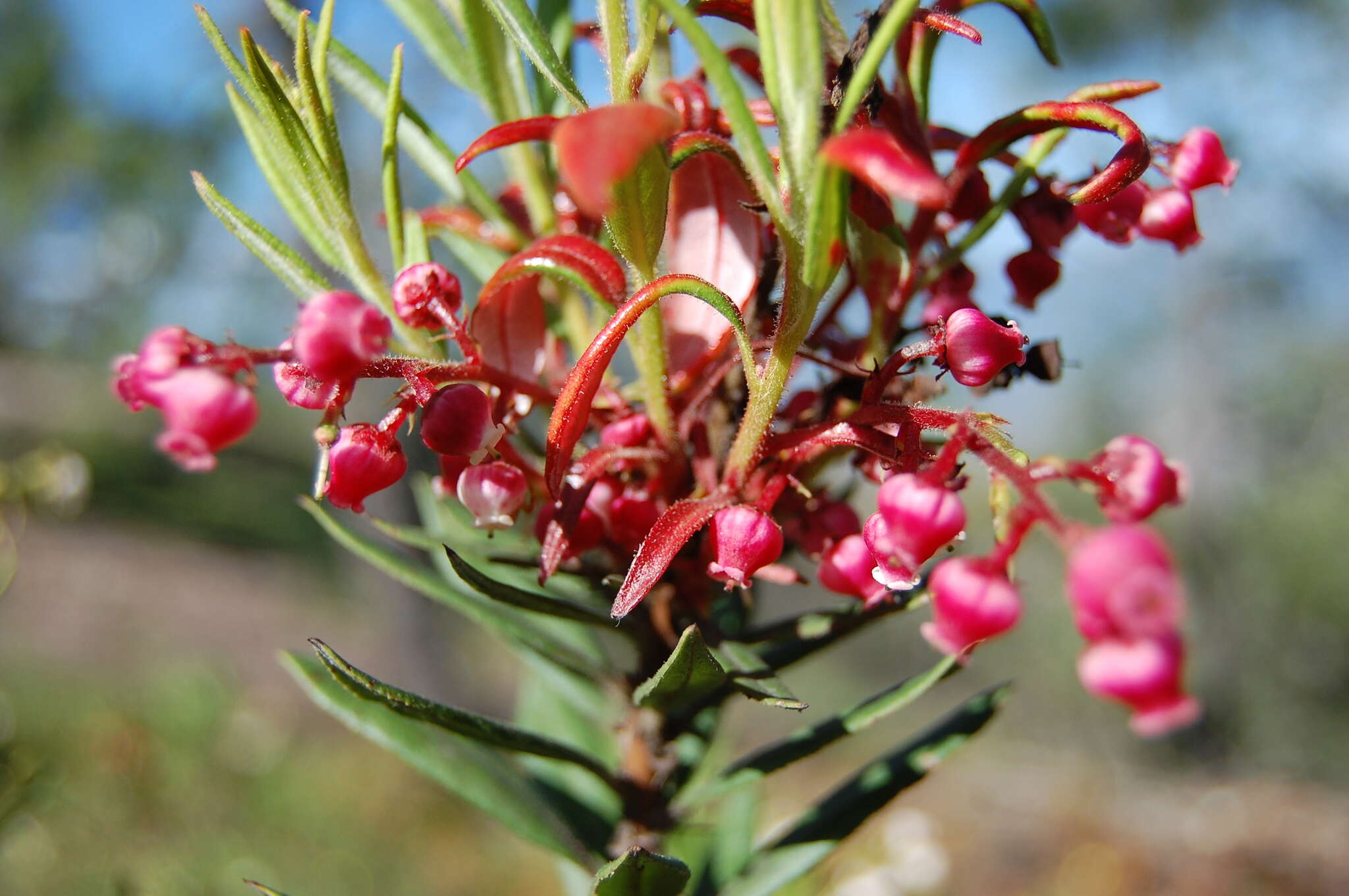 Слика од Comarostaphylis polifolia subsp. polifolia