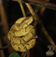 صورة Bothrops osbornei Freire-Lascano 1991