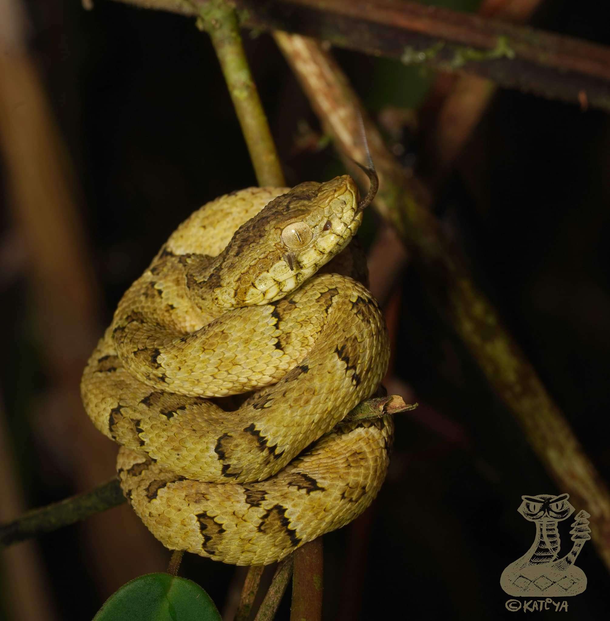 Imagem de Bothrops osbornei Freire-Lascano 1991