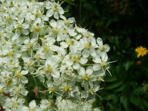 Pleurospermum resmi