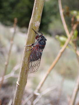 Image of Platypedia sylvesteri Simons 1953