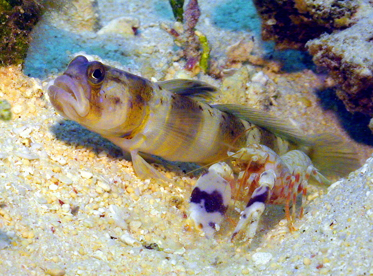 Image of Arcfin shrimpgoby