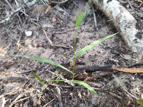 Image of broadleaf panicum