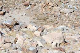 Image of Alpine Chipmunk