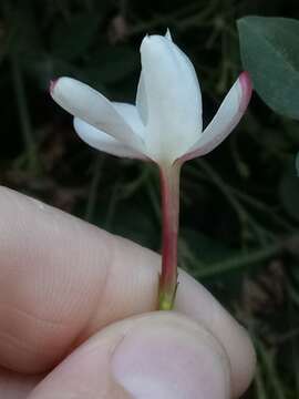 Image of Common Jasmine