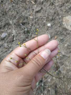 Image of Bupleurum asperuloides Heldr. ex Boiss.