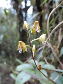 Imagem de Polystachya bifida Lindl.