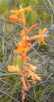 صورة Watsonia pillansii L. Bolus