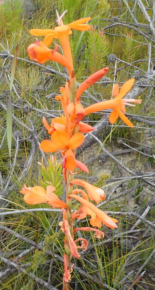 Image of Watsonia pillansii L. Bolus