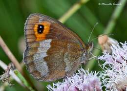 Image de moiré sylvicole