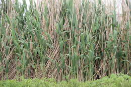 Image of Phragmites australis subsp. isiacus (Arcang.)