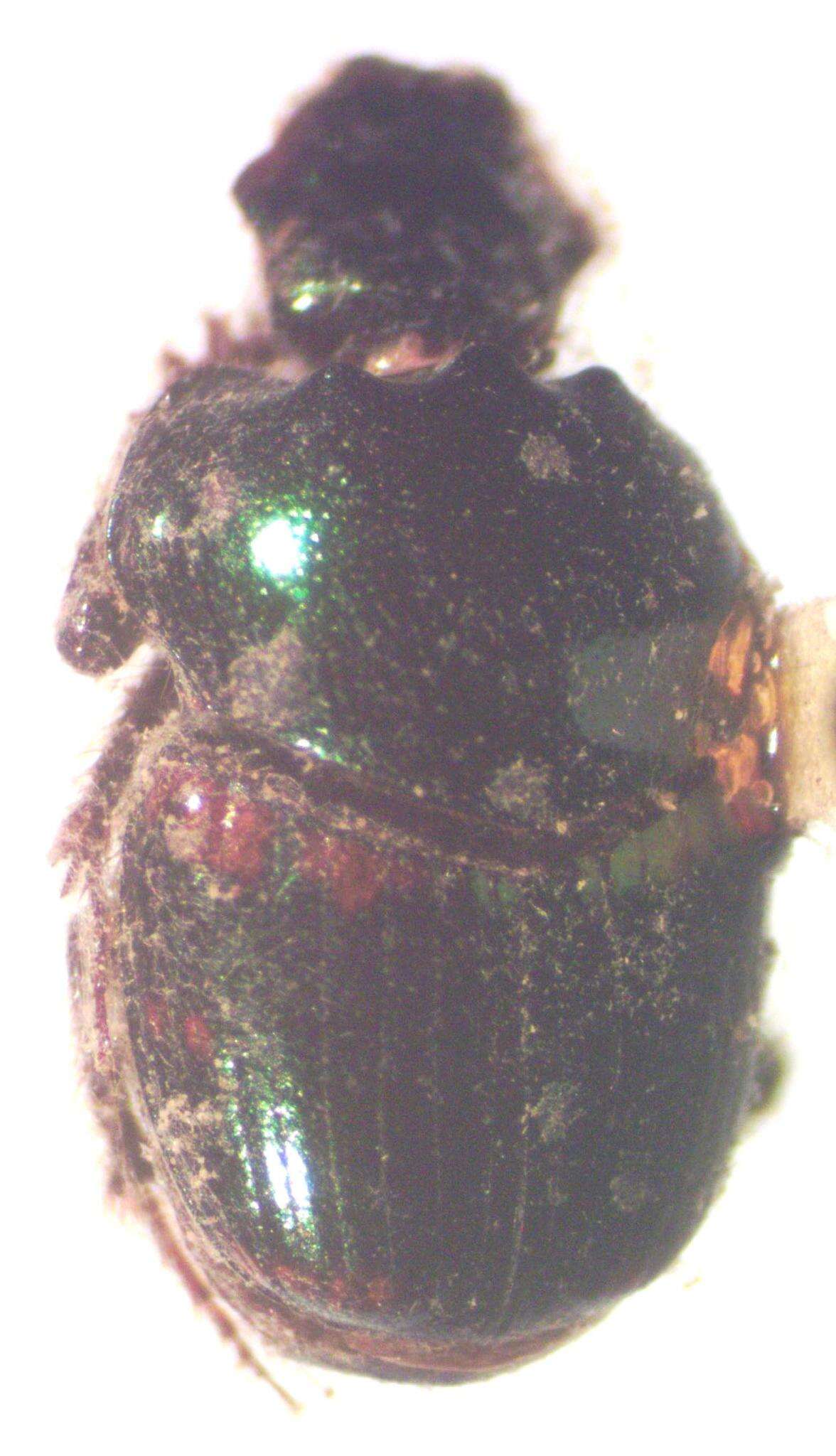 Image de Onthophagus chryses Bates 1887