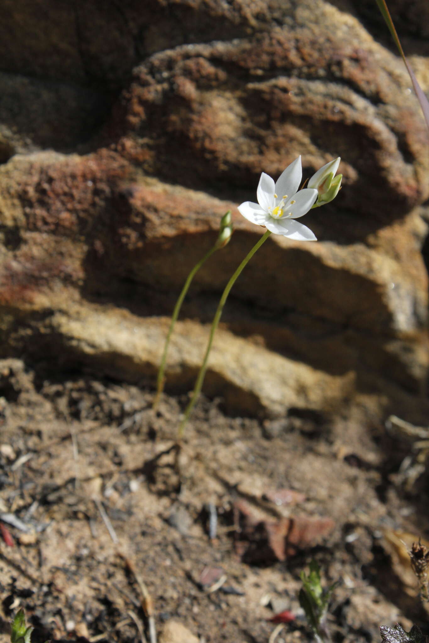 Image of Ornithogalum hispidum subsp. bergii (Schltdl.) Oberm.