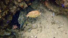 Image of Blue boxfish