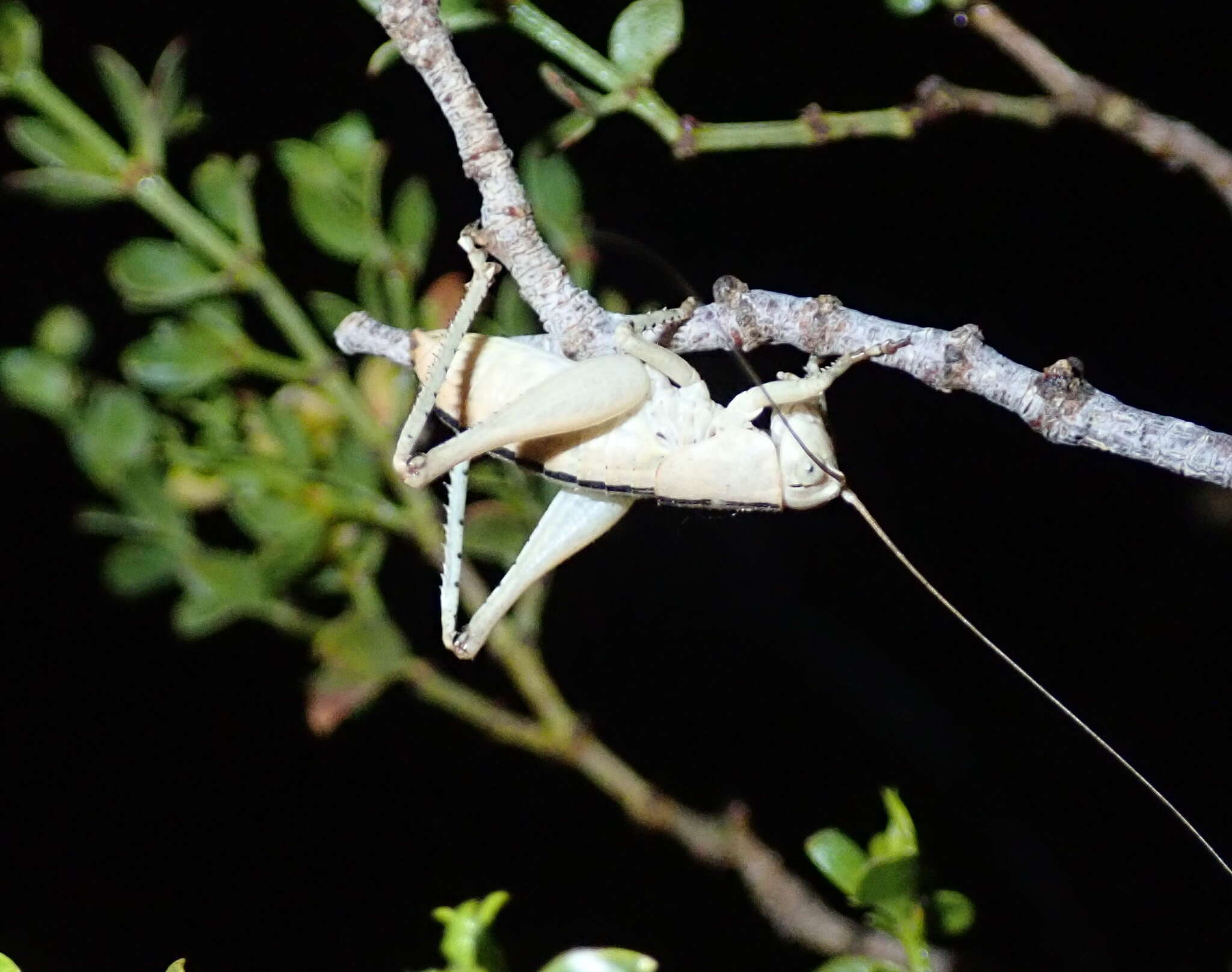 Sivun Ateloplus luteus Caudell 1907 kuva