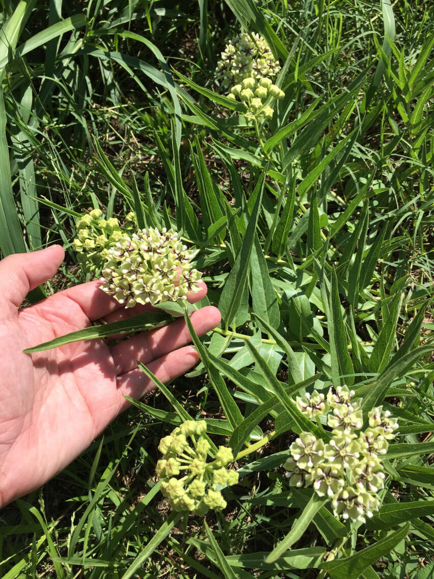 Image of spider milkweed