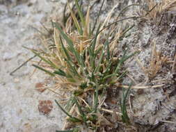 Plancia ëd Puccinellia stricta (Hook. fil.) Blom