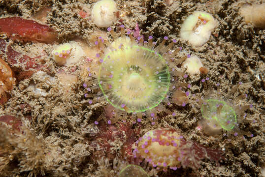 Image of Jewel anemone