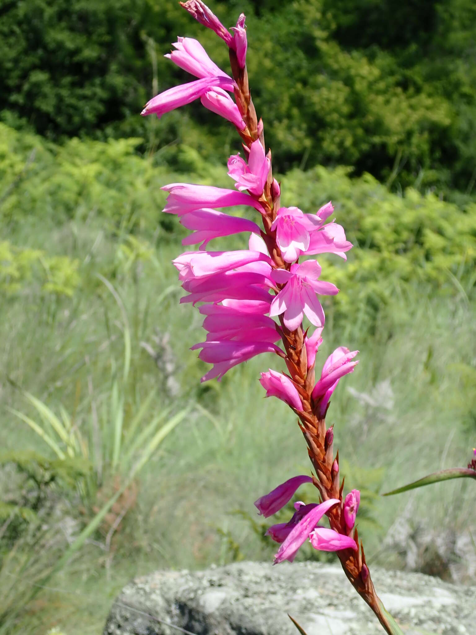 Imagem de Watsonia densiflora Baker