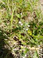 Image of Glandularia quadrangulata (A. Heller) Umber