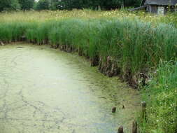 Carex acuta L. resmi