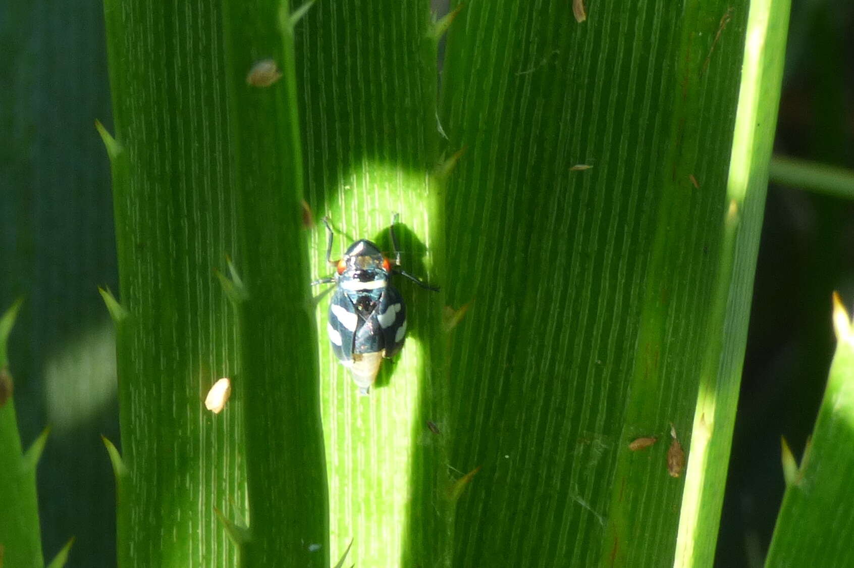 Слика од Balacha melanocephala (Signoret 1854)