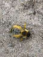 Image of Hairy-footed Bees