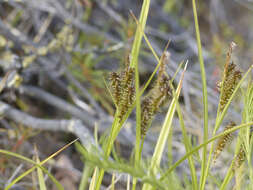 Image of Carex mollissima Christ ex Scheutz
