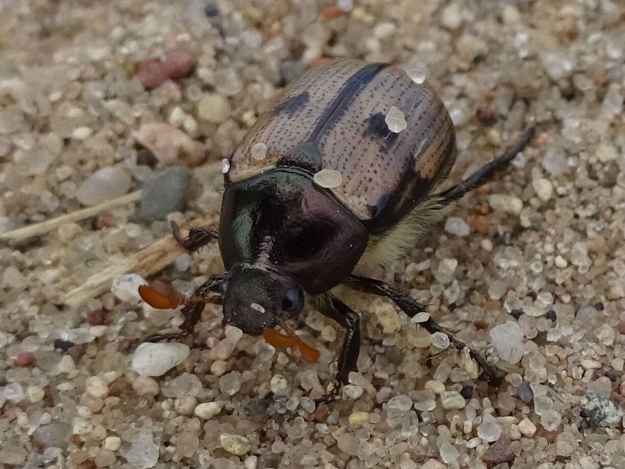 Image of Shining Leaf Chafer